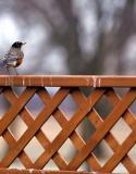 vogelpoep verwijderen