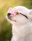 hond verbranden, zonnecrème