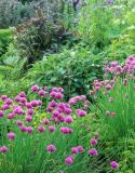 Jardin vert fleurs violettes