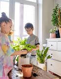 makkelijke kamerplanten