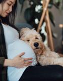 voelen huisdieren dat je zwanger bent
