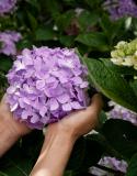 bouturer hortensias