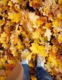 recycler feuilles mortes que faire automne