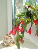 kerstcactus verzorgen