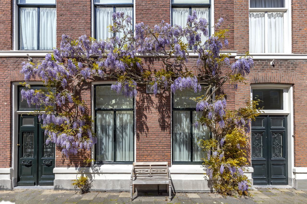 Arch of purple wisteria color flowers cover the facade, front door of a building under a spring shiny sun light