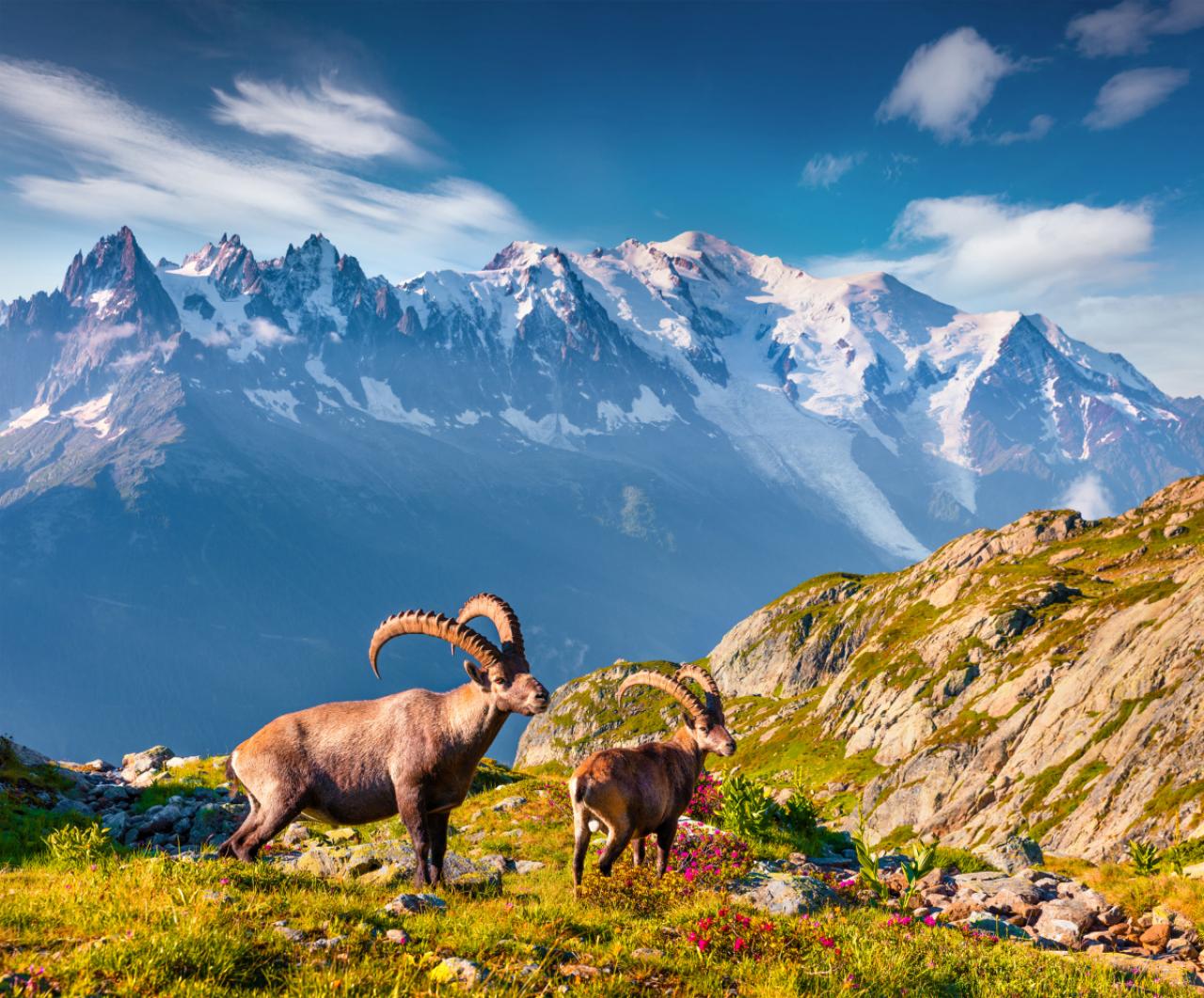 Alpine Ibex (Capra Ibex) on the Mont Blanc (Monte Bianco) background. Colorful summer morning in the Vallon de Berard Nature Preserve, Graian Alps, France, Europe.