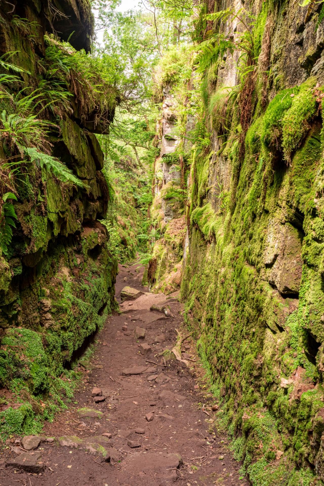 Lud's Church chasm of the Sir Gawain and the Green Knight fame at The Roaches, in the Peak District National Park, UK.