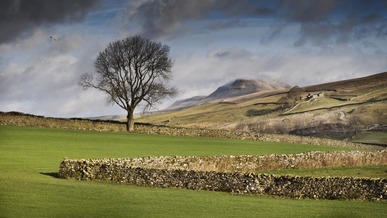 A dry stone wall zigzags across a green field containing a lone tree, with the mountain of Pen-y-Ghent rising in the background. Taken in the national park of the Yorkshire Dales.