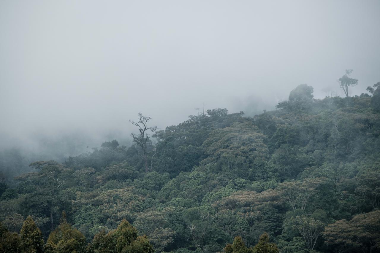 A general view of the forest in the Kibira National Park, northwestern Burundi, on March 13, 2022. - Burundi is classified as the poorest nation in the world in terms of GDP per capita, according to the World Bank.
But here too, as in other countries, young people, who make up the majority of Burundi's population, are increasingly connected.
Launched in 2021, the VisitBurundi initiative brings together around a dozen volunteers who organise trips for large groups of visitors, help to spruce up tourist destinations and, above all, broadcast Burundi's charms to the world.
The team is inspired by Dubai, where influencers thronged to beaches and bars even during the pandemic.
Bujumbura is not yet Dubai, but the prospects for tourism, domestic and international, are looking up. (Photo by Yasuyoshi Chiba / AFP)