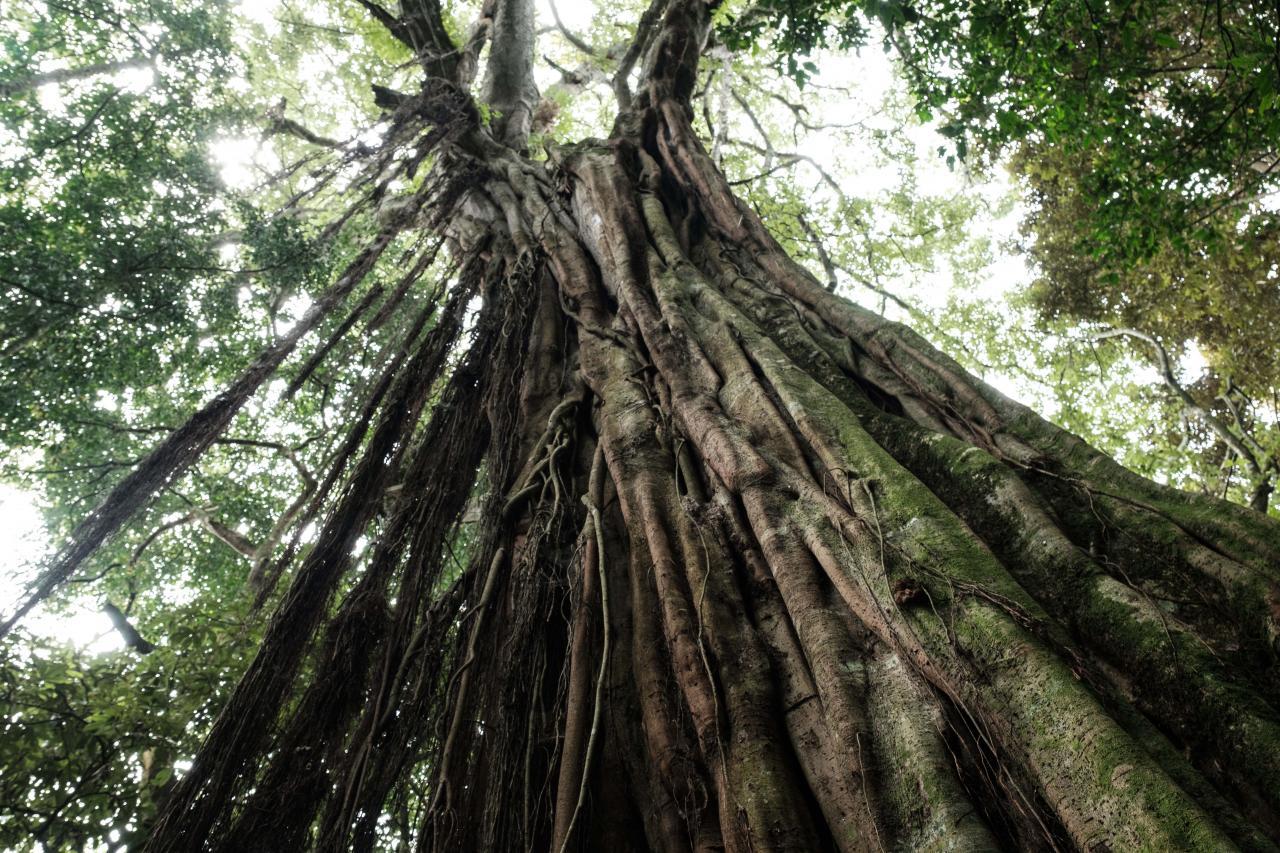 A general view of one of old trees in the Kibira National Park, northwestern Burundi, on March 13, 2022. - Burundi is classified as the poorest nation in the world in terms of GDP per capita, according to the World Bank.
But here too, as in other countries, young people, who make up the majority of Burundi's population, are increasingly connected.
Launched in 2021, the VisitBurundi initiative brings together around a dozen volunteers who organise trips for large groups of visitors, help to spruce up tourist destinations and, above all, broadcast Burundi's charms to the world.
The team is inspired by Dubai, where influencers thronged to beaches and bars even during the pandemic.
Bujumbura is not yet Dubai, but the prospects for tourism, domestic and international, are looking up. (Photo by Yasuyoshi Chiba / AFP)