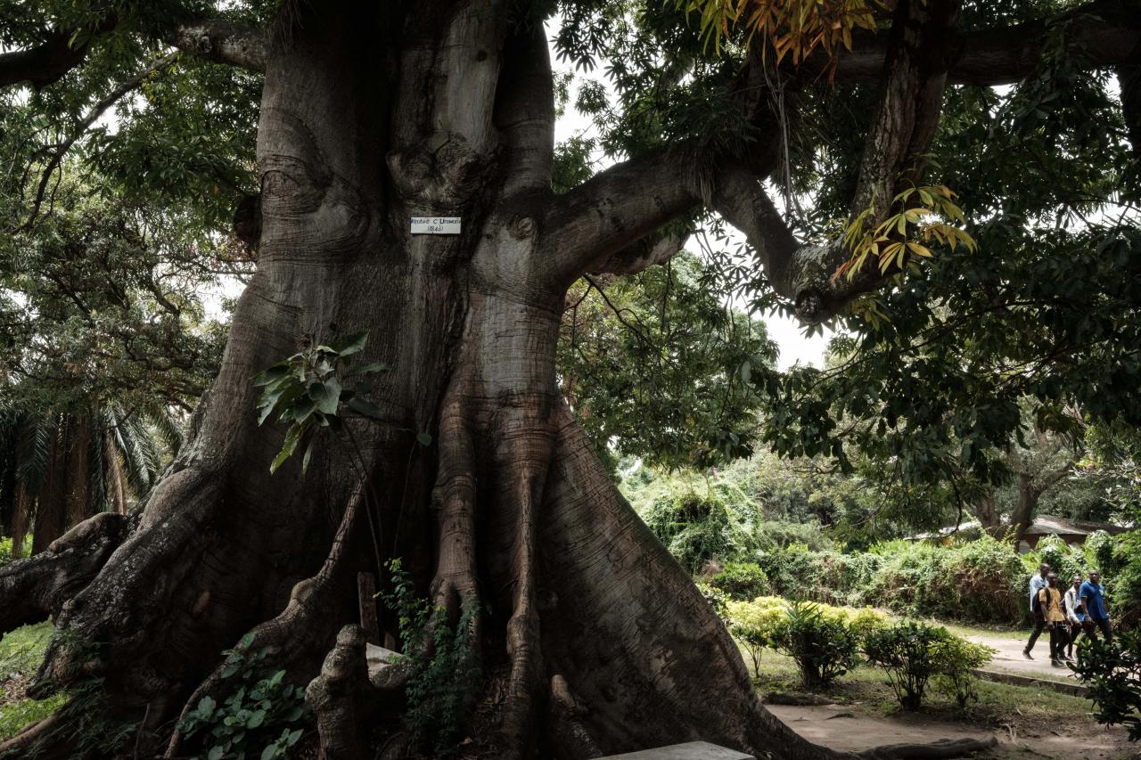 An old tree is seen at Musee Vivant de Bujumbura (the Living Museum of Bujumbura), in Bujumbura, Burundi, on March 14, 2022. - Burundi is classified as the poorest nation in the world in terms of GDP per capita, according to the World Bank.
But here too, as in other countries, young people, who make up the majority of Burundi's population, are increasingly connected.
Launched in 2021, the VisitBurundi initiative brings together around a dozen volunteers who organise trips for large groups of visitors, help to spruce up tourist destinations and, above all, broadcast Burundi's charms to the world.
The team is inspired by Dubai, where influencers thronged to beaches and bars even during the pandemic.
Bujumbura is not yet Dubai, but the prospects for tourism, domestic and international, are looking up. (Photo by Yasuyoshi Chiba / AFP)