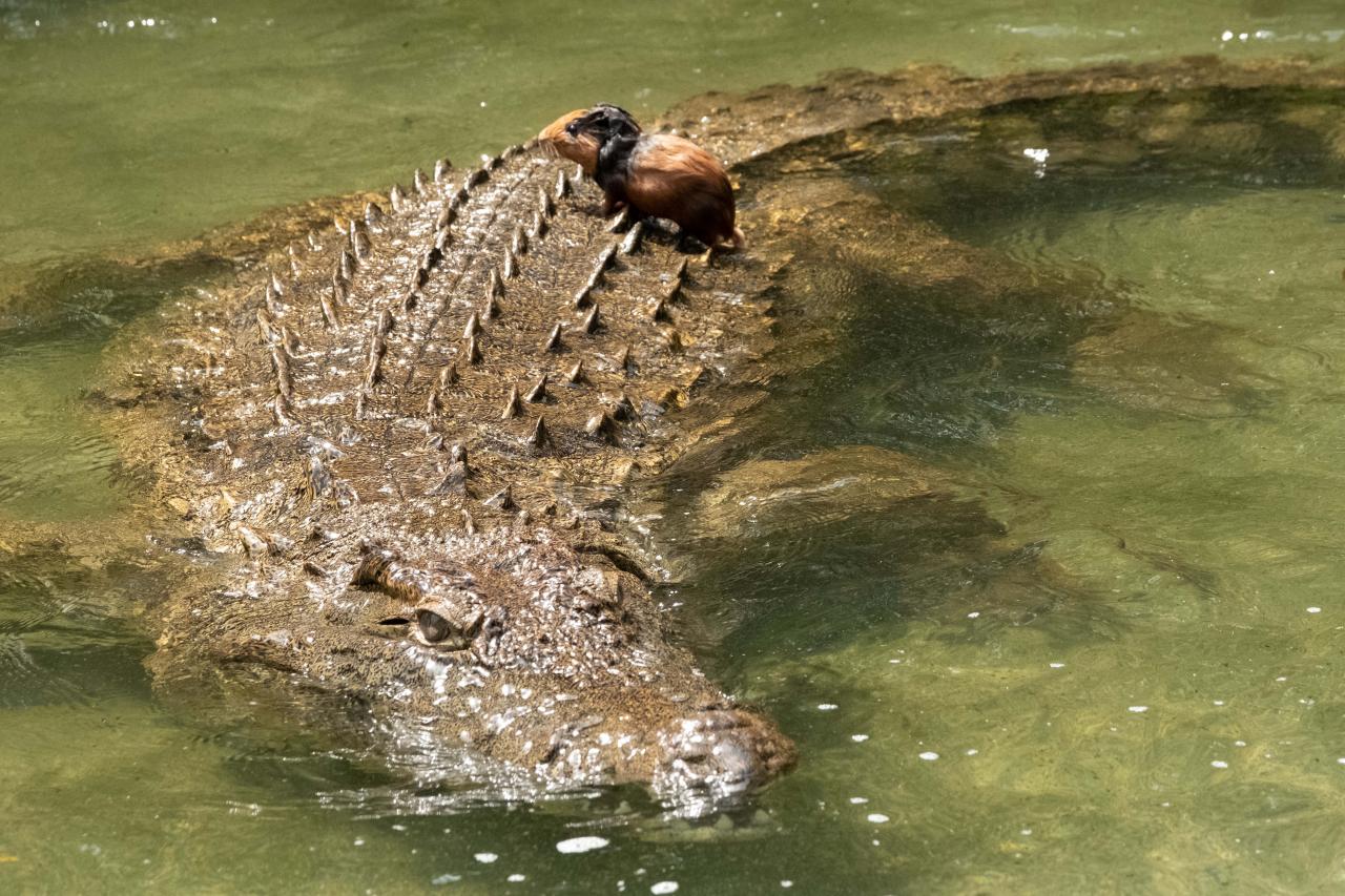 A guinea pig sits on a crocodile before being eaten at Musee Vivant de Bujumbura (the Living Museum of Bujumbura), in Bujumbura, Burundi, on March 14, 2022. - Burundi is classified as the poorest nation in the world in terms of GDP per capita, according to the World Bank.
But here too, as in other countries, young people, who make up the majority of Burundi's population, are increasingly connected.
Launched in 2021, the VisitBurundi initiative brings together around a dozen volunteers who organise trips for large groups of visitors, help to spruce up tourist destinations and, above all, broadcast Burundi's charms to the world.
The team is inspired by Dubai, where influencers thronged to beaches and bars even during the pandemic.
Bujumbura is not yet Dubai, but the prospects for tourism, domestic and international, are looking up. (Photo by Yasuyoshi Chiba / AFP)
