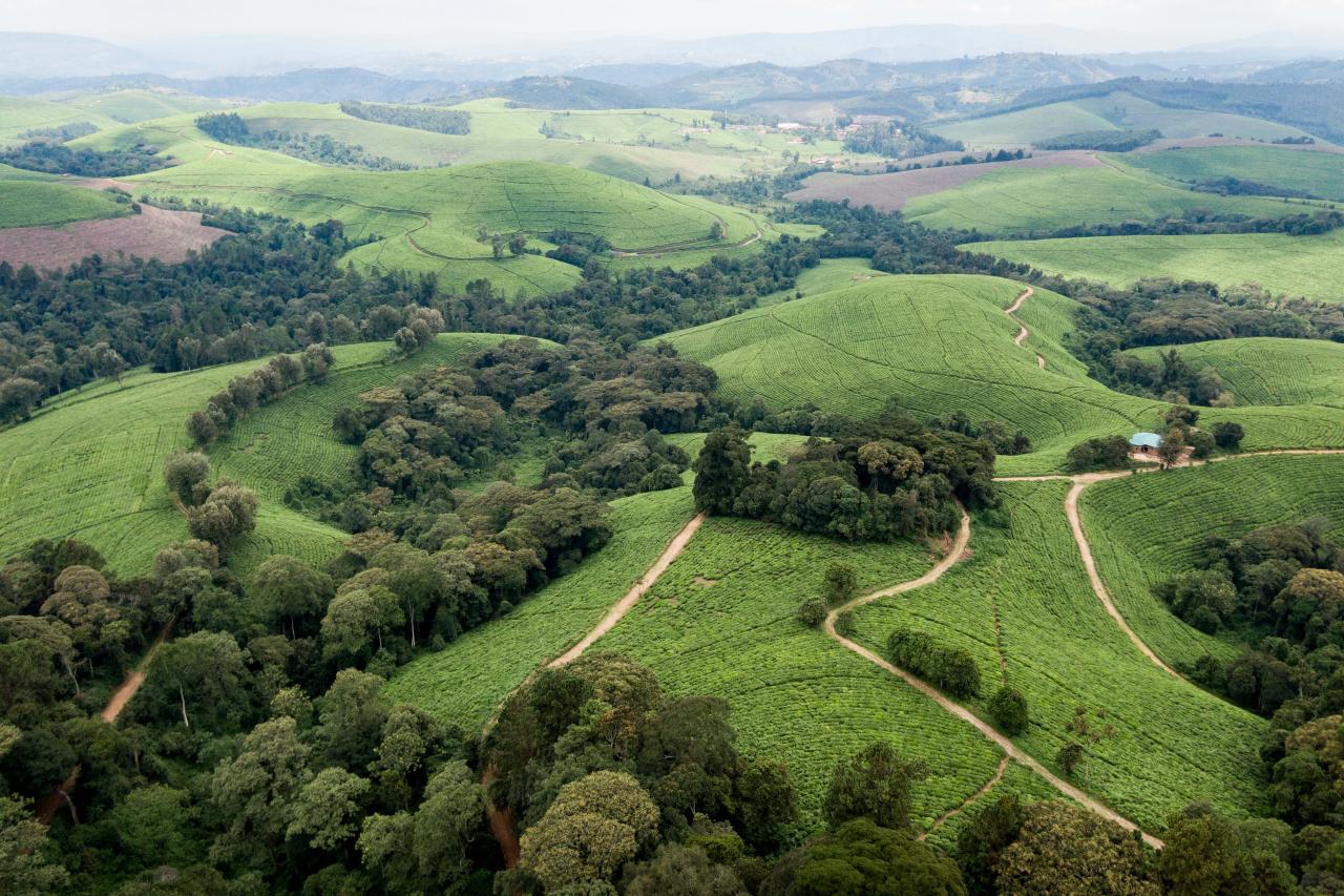 An aerial view of the tea plantation next to the Kibira National Park, northwestern Burundi, on March 13, 2022. - Burundi is classified as the poorest nation in the world in terms of GDP per capita, according to the World Bank.
But here too, as in other countries, young people, who make up the majority of Burundi's population, are increasingly connected.
Launched in 2021, the VisitBurundi initiative brings together around a dozen volunteers who organise trips for large groups of visitors, help to spruce up tourist destinations and, above all, broadcast Burundi's charms to the world.
The team is inspired by Dubai, where influencers thronged to beaches and bars even during the pandemic.
Bujumbura is not yet Dubai, but the prospects for tourism, domestic and international, are looking up. (Photo by Celine Clery / AFP)