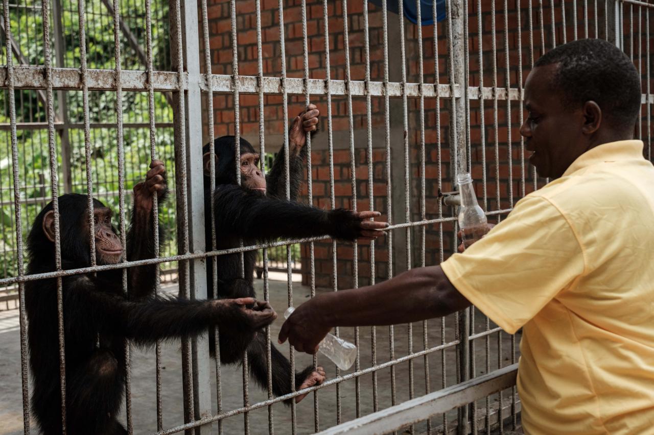 Sheltered juvenile chimpanzees stick out their hands to receive water bottles from Nestor Manirakiza at Musee Vivant de Bujumbura (the Living Museum of Bujumbura), in Bujumbura, Burundi, on March 14, 2022. - Burundi is classified as the poorest nation in the world in terms of GDP per capita, according to the World Bank.
But here too, as in other countries, young people, who make up the majority of Burundi's population, are increasingly connected.
Launched in 2021, the VisitBurundi initiative brings together around a dozen volunteers who organise trips for large groups of visitors, help to spruce up tourist destinations and, above all, broadcast Burundi's charms to the world.
The team is inspired by Dubai, where influencers thronged to beaches and bars even during the pandemic.
Bujumbura is not yet Dubai, but the prospects for tourism, domestic and international, are looking up. (Photo by Yasuyoshi Chiba / AFP)