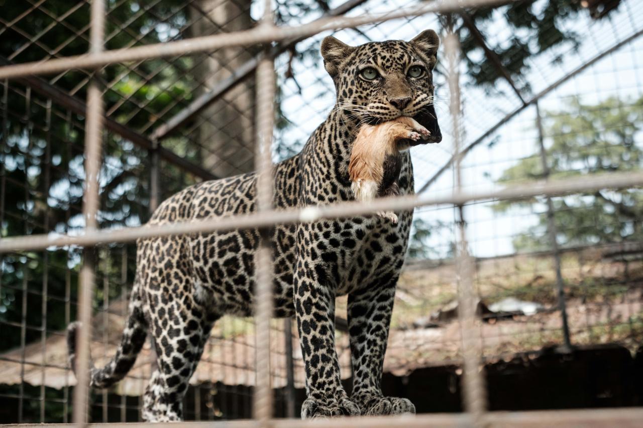 A leopard holds a guinea pig in its mouth at Musee Vivant de Bujumbura (the Living Museum of Bujumbura), in Bujumbura, Burundi, on March 14, 2022. - Burundi is classified as the poorest nation in the world in terms of GDP per capita, according to the World Bank.
But here too, as in other countries, young people, who make up the majority of Burundi's population, are increasingly connected.
Launched in 2021, the VisitBurundi initiative brings together around a dozen volunteers who organise trips for large groups of visitors, help to spruce up tourist destinations and, above all, broadcast Burundi's charms to the world.
The team is inspired by Dubai, where influencers thronged to beaches and bars even during the pandemic.
Bujumbura is not yet Dubai, but the prospects for tourism, domestic and international, are looking up. (Photo by Yasuyoshi Chiba / AFP)