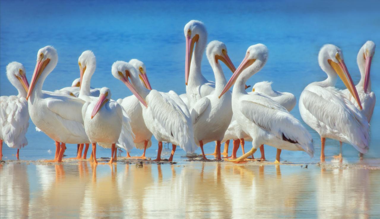 a long row of White Pelicans in the water at the Ding Darling Wildlife Reserve at Sanibel, Florida