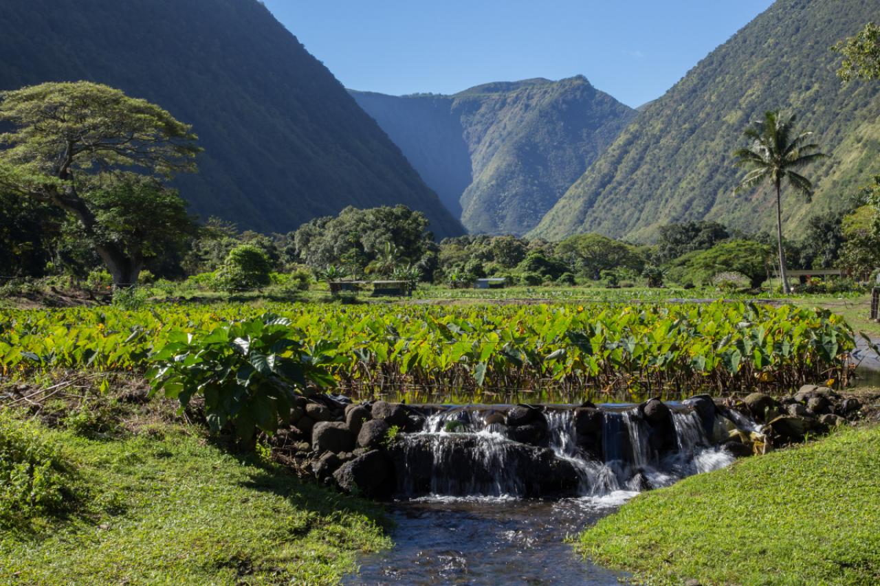 HONAKAA, HAWAII, UNITED STATES - 2013/01/16: Taro Field in the Waipio Valley -   Waipio Valley was the residence of early Hawaiian kings.  A steep road leads down into the valley from a lookout point - one of the steepest roads in the world.  Several waterfalls pour into the valley to feed the river.  A foot trail called Muliwai Trail leads down a steep path to the Waimanu Valley.  The valley was the site of the final scene in the science fiction film Waterworld where the main characters finally found dry land. (Photo by John S Lander/LightRocket via Getty Images)