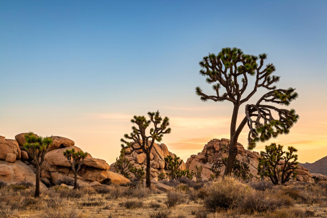 As the sun starts to rise the sky takes on hues of yellow and orange and gently warm the desert landscape in Joshua Tree National Park.