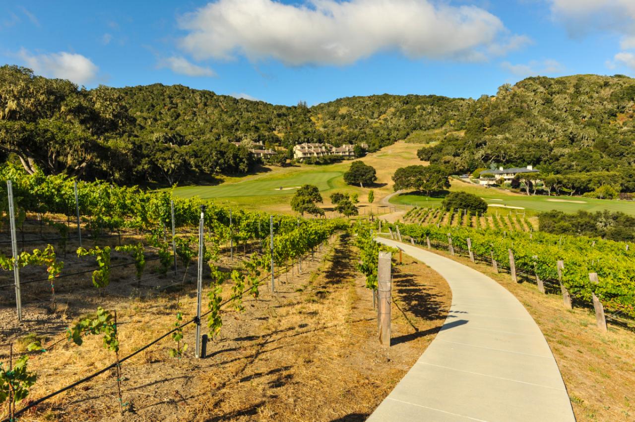 A path through grapes on the vine next to a golf course and hills