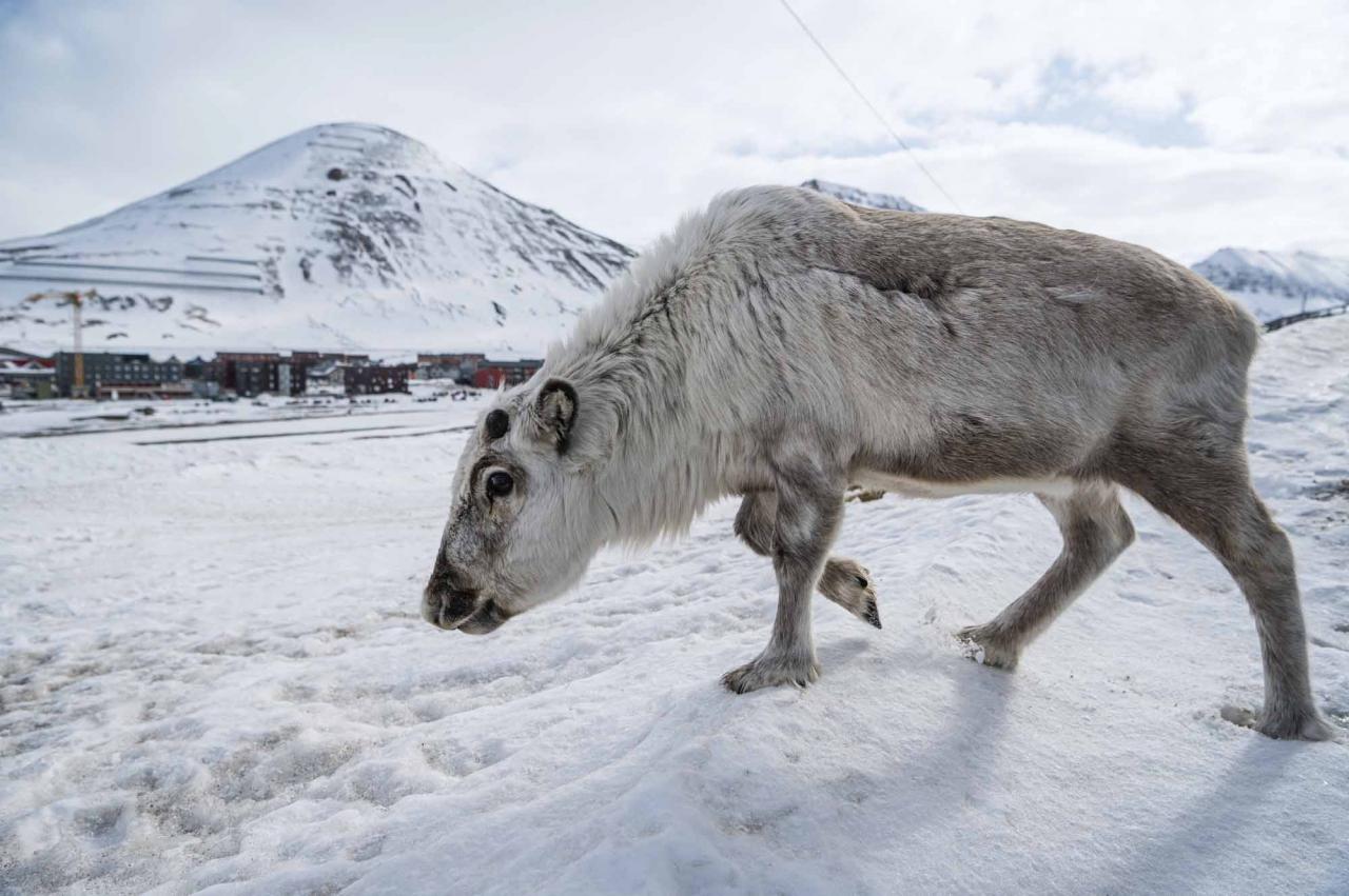 (FILES) In this file photo taken on May 6, 2022 a reindeer is pictured in Longyearbyen, on Spitsbergen island, Svalbard Archipelago, northern Norway. - Home to polar bears, the midnight sun and the northern lights, a Norwegian archipelago perched high in the Arctic is trying to find a way to profit from its pristine wilderness without ruining it. The Svalbard archipelago, located 1,300 kilometres (800 miles) from the North Pole and reachable by commercial airline flights, offers visitors vast expanses of untouched nature, with majestic mountains, glaciers and frozen fjords. Or, the fjords used to be frozen. Svalbard is now on the frontline of climate change, with the Arctic warming three times faster than the planet. (Photo by Jonathan NACKSTRAND / AFP)
