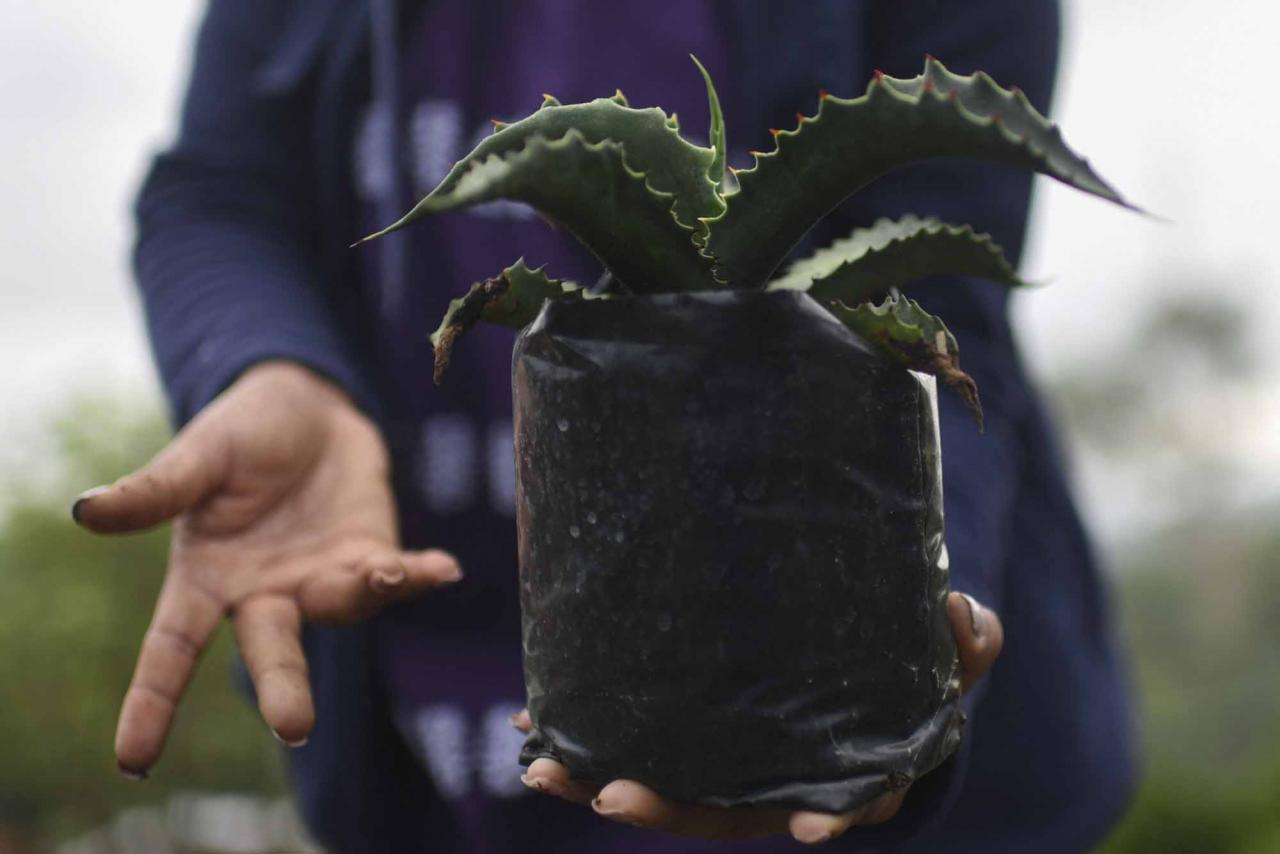 Graciela Angeles Carreno, who leads a family business of four generations, shows a tobala agave (Agave potatorum) plant at the agave nursery of their Real Minero mezcal factory, in Sata Catarina Minas, Oaxaca state, Mexico, on July 25, 2022. - Craft distillers fear mezcal will become victim of its own success. The fast-growing popularity of Tequila's lesser-known cousin is raising concerns about its sustainability as strong demand means that more land, water and firewood are needed to grow the agave plants and distill the smoky spirit. Faced with the boom, craft producers are committed to saving wild species by planting them and showcasing the artisanal process behind the liquor. (Photo by Pedro PARDO / AFP)