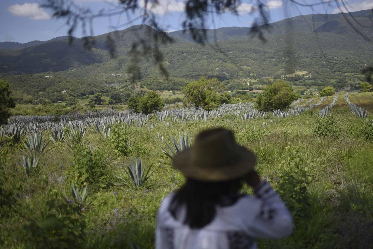 Sosima Olivera, who is member of a collective that runs the mezcal factory Tres Colibries (Three Hummingbirds), walks in a field of agave in Villa Sola de Vega, Oaxaca State, Mexico, on July 26, 2022. - Craft distillers fear mezcal will become victim of its own success. The fast-growing popularity of Tequila's lesser-known cousin is raising concerns about its sustainability as strong demand means that more land, water and firewood are needed to grow the agave plants and distill the smoky spirit. Faced with the boom, craft producers are committed to saving wild species by planting them and showcasing the artisanal process behind the liquor. (Photo by Pedro PARDO / AFP)