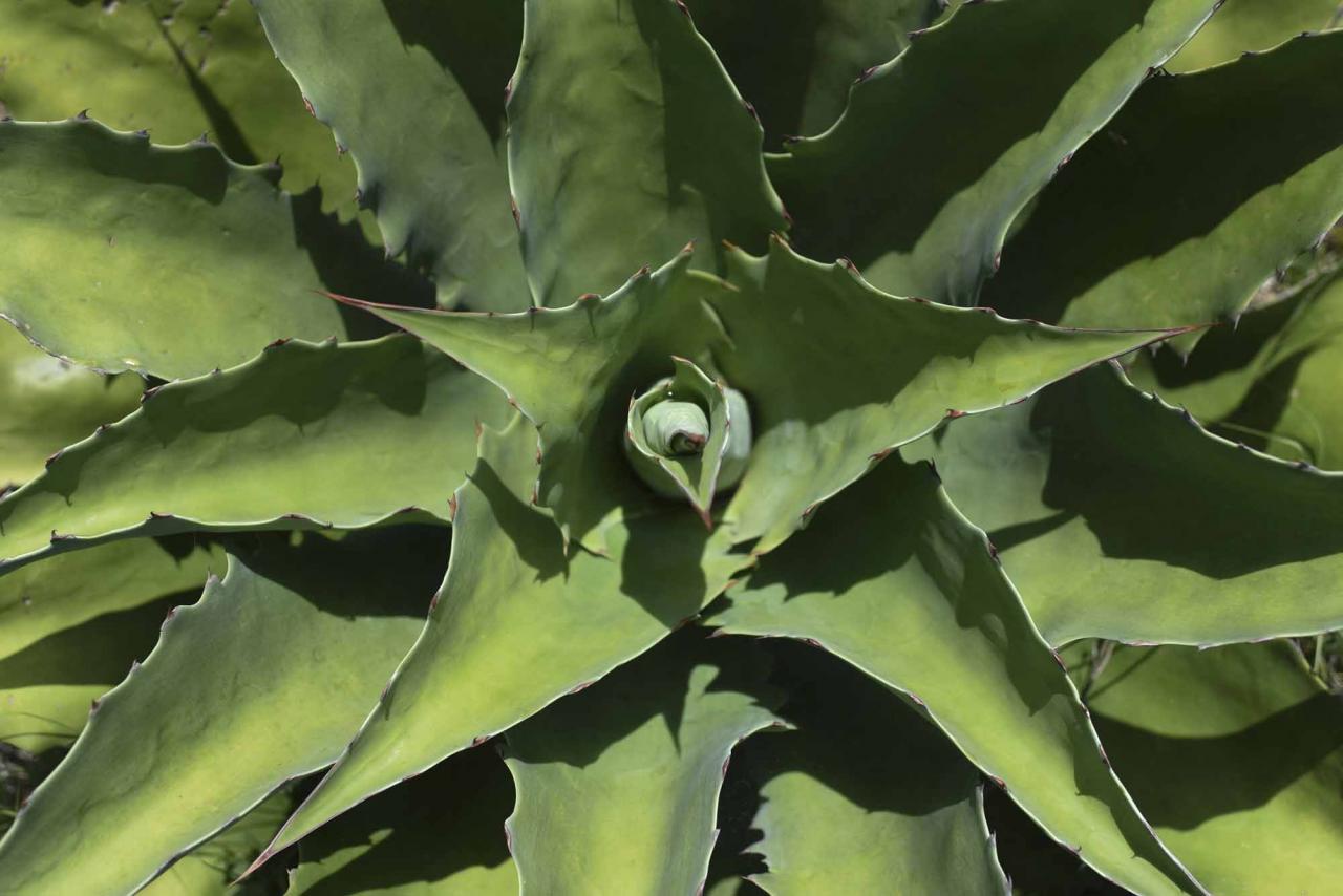 Picture of a plant of tobala agave (Agave semanianna) taken at the mezcal factory Tres Colibries (Three Hummingbirds) in Villa Sola de Vega, Oaxaca State, Mexico, on July 26, 2022. - Craft distillers fear mezcal will become victim of its own success. The fast-growing popularity of Tequila's lesser-known cousin is raising concerns about its sustainability as strong demand means that more land, water and firewood are needed to grow the agave plants and distill the smoky spirit. Faced with the boom, craft producers are committed to saving wild species by planting them and showcasing the artisanal process behind the liquor. (Photo by Pedro PARDO / AFP)