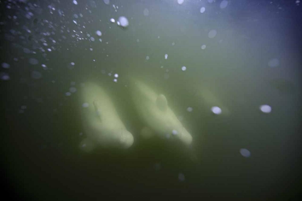Beluga whales are pphotographed underwater in the murky waters of the Churchill River near Hudson Bay outside Churchill, northern Canada on August 8, 2022. - Under the slightly murky surface where the waters of the Churchill River meet Hudson Bay, the belugas have a great time under the amazed eye of tourists, several thousand of whom come every year to the small town of Churchill in northern Manitoba to observe them.  In August, at the mouth of the Churchill River, in this area at the gateway to the Canadian Arctic, which is warming three to four times faster than the rest of the planet, temperatures fluctuate between 10 and 20°. (Photo by Olivier MORIN / AFP)