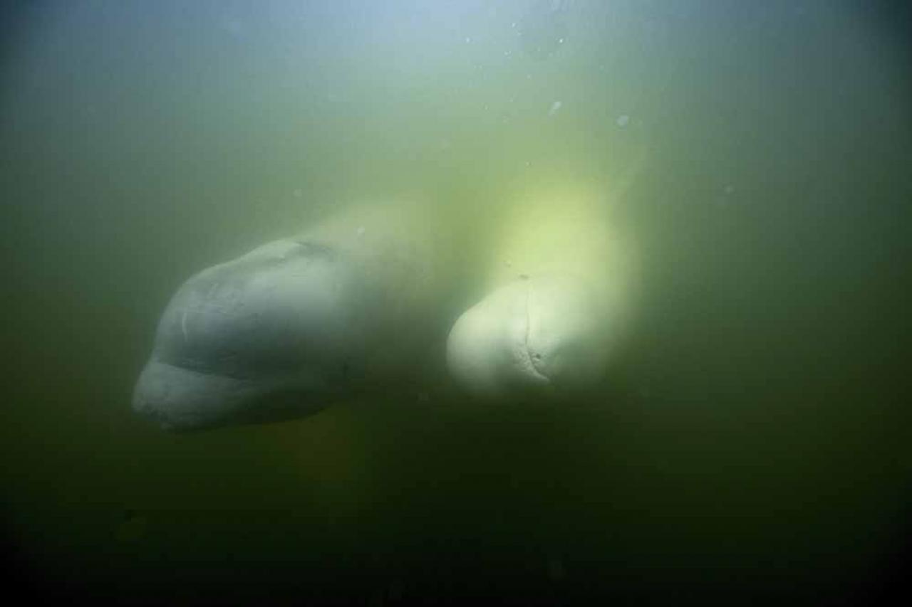 Beluga whales are photographed underwater in the murky waters of the Churchill River near Hudson Bay outside Churchill, northern Canada on August 5, 2022. - Under the slightly murky surface where the waters of the Churchill River meet Hudson Bay, the belugas have a great time under the amazed eye of tourists, several thousand of whom come every year to the small town of Churchill in northern Manitoba to observe them.  In August, at the mouth of the Churchill River, in this area at the gateway to the Canadian Arctic, which is warming three to four times faster than the rest of the planet, temperatures fluctuate between 10 and 20°. (Photo by Olivier MORIN / AFP)