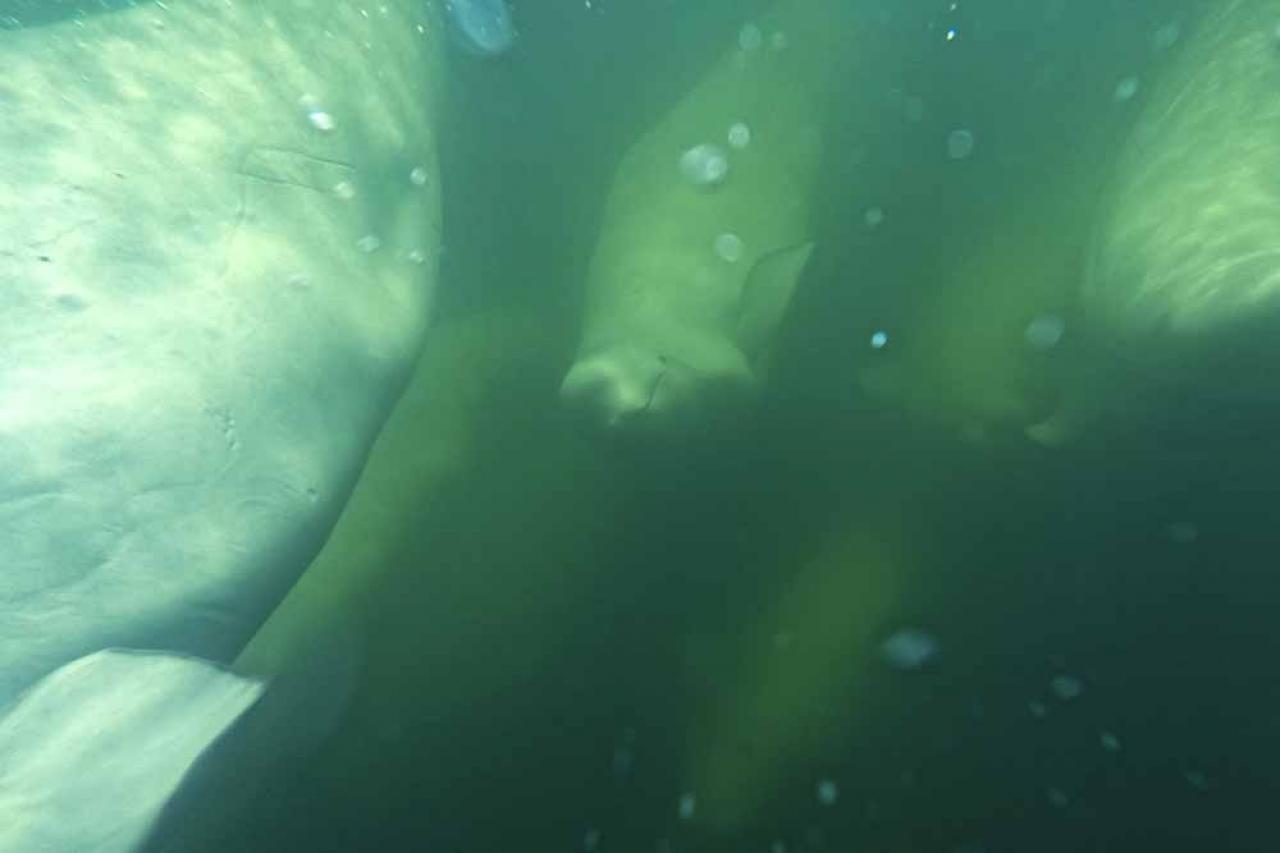 Beluga whales are pictured underwater in the murky waters of the Churchill River near Hudson Bay outside Churchill, northern Canada on August 8, 2022. - Under the slightly murky surface where the waters of the Churchill River meet Hudson Bay, the belugas have a great time under the amazed eye of tourists, several thousand of whom come every year to the small town of Churchill in northern Manitoba to observe them.  In August, at the mouth of the Churchill River, in this area at the gateway to the Canadian Arctic, which is warming three to four times faster than the rest of the planet, temperatures fluctuate between 10 and 20°. (Photo by Olivier MORIN / AFP)