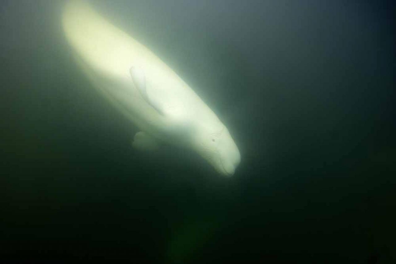A beluga whale is photographed underwater in the murky waters of the Churchill River near Hudson Bay outside Churchill, northern Canada on August 8, 2022. - Under the slightly murky surface where the waters of the Churchill River meet Hudson Bay, the belugas have a great time under the amazed eye of tourists, several thousand of whom come every year to the small town of Churchill in northern Manitoba to observe them.  In August, at the mouth of the Churchill River, in this area at the gateway to the Canadian Arctic, which is warming three to four times faster than the rest of the planet, temperatures fluctuate between 10 and 20°. (Photo by Olivier MORIN / AFP)