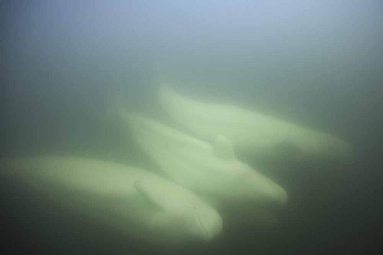 Beluga whales are photographed underwater in the murky waters of the Churchill River near Hudson Bay outside Churchill, northern Canada on August 8, 2022. - Under the slightly murky surface where the waters of the Churchill River meet Hudson Bay, the belugas have a great time under the amazed eye of tourists, several thousand of whom come every year to the small town of Churchill in northern Manitoba to observe them.  In August, at the mouth of the Churchill River, in this area at the gateway to the Canadian Arctic, which is warming three to four times faster than the rest of the planet, temperatures fluctuate between 10 and 20°. (Photo by Olivier MORIN / AFP)
