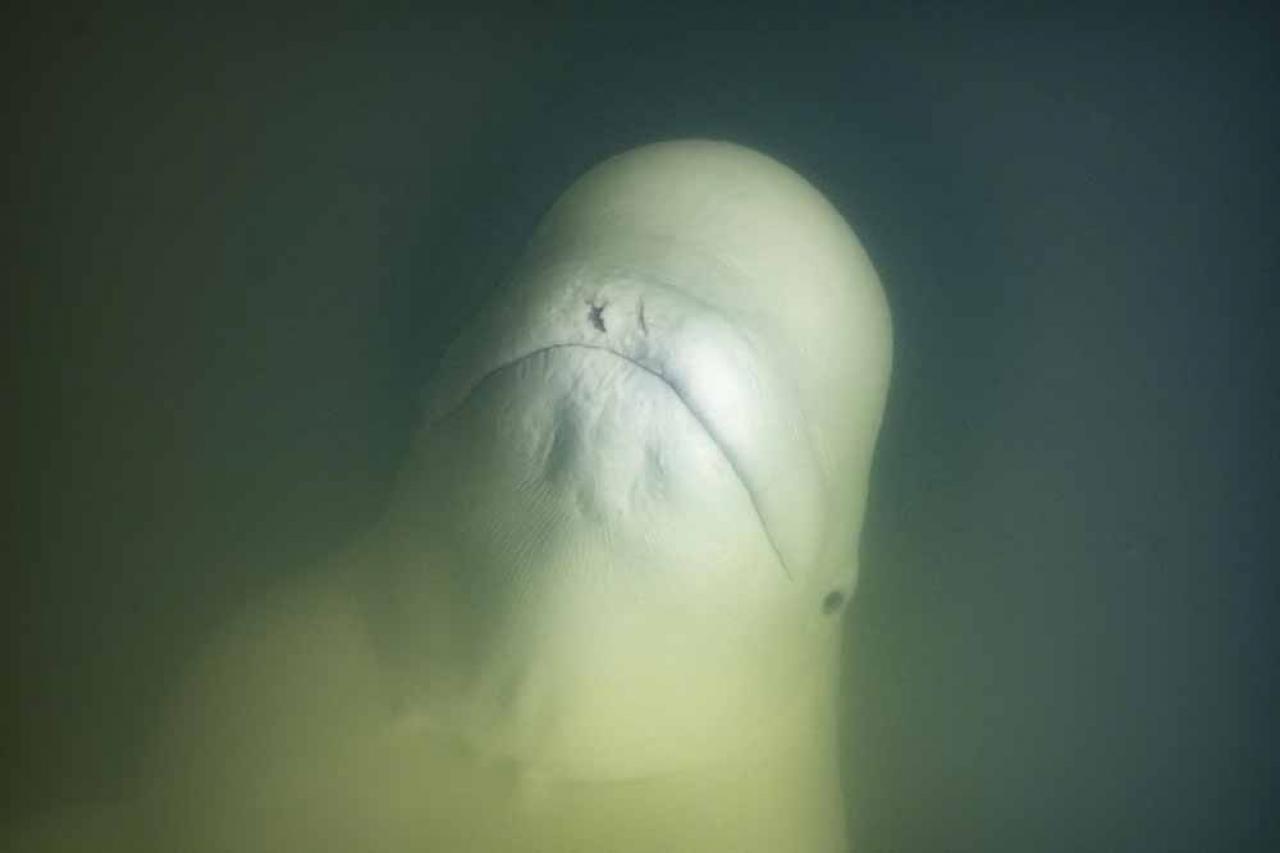 A beluga whale is photographed underwater in the murky waters of the Churchill River near Hudson Bay outside Churchill, northern Canada on August 5, 2022. - Under the slightly murky surface where the waters of the Churchill River meet Hudson Bay, the belugas have a great time under the amazed eye of tourists, several thousand of whom come every year to the small town of Churchill in northern Manitoba to observe them.  In August, at the mouth of the Churchill River, in this area at the gateway to the Canadian Arctic, which is warming three to four times faster than the rest of the planet, temperatures fluctuate between 10 and 20°. (Photo by Olivier MORIN / AFP)