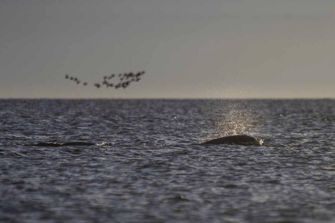 A beluga whale swims in Hudson Bay, outside Churchill, northern Canada early August 8, 2022. - Under the slightly murky surface where the waters of the Churchill River meet Hudson Bay, the belugas have a great time under the amazed eye of tourists, several thousand of whom come every year to the small town of Churchill in northern Manitoba to observe them.  In August, at the mouth of the Churchill River, in this area at the gateway to the Canadian Arctic, which is warming three to four times faster than the rest of the planet, temperatures fluctuate between 10 and 20°. (Photo by Olivier MORIN / AFP)