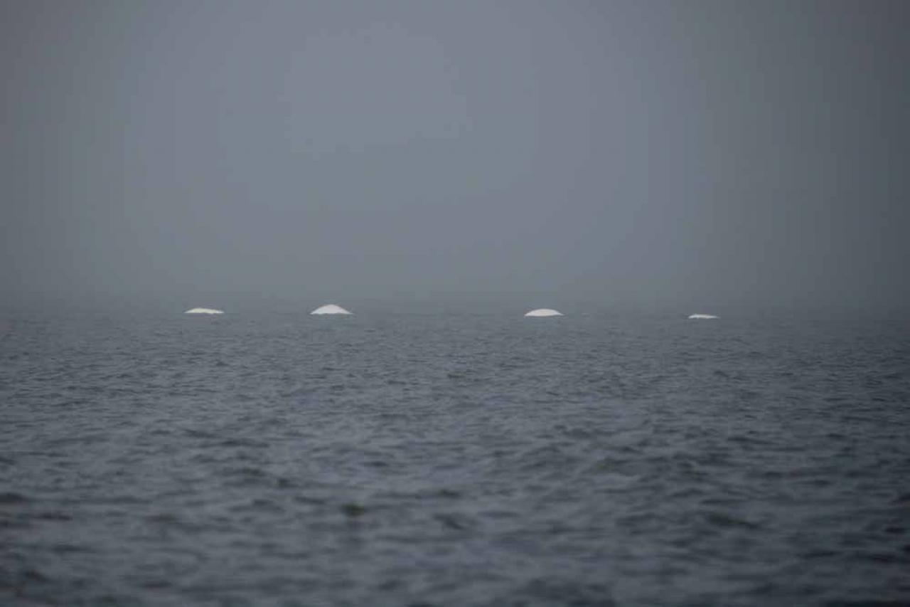 A group of beluga whales swim in Hudson Bay, outside Churchill, northern Canada on August 9, 2022. - Under the slightly murky surface where the waters of the Churchill River meet Hudson Bay, the belugas have a great time under the amazed eye of tourists, several thousand of whom come every year to the small town of Churchill in northern Manitoba to observe them.  In August, at the mouth of the Churchill River, in this area at the gateway to the Canadian Arctic, which is warming three to four times faster than the rest of the planet, temperatures fluctuate between 10 and 20°. (Photo by Olivier MORIN / AFP)