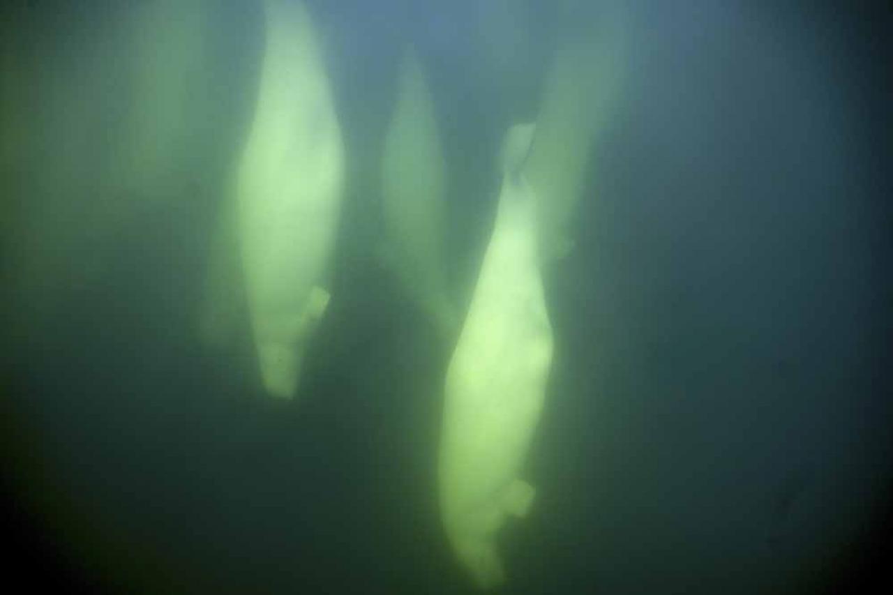 Beluga whales are photographed underwater in the murky waters of the Churchill River near Hudson Bay outside Churchill, northern Canada on August 8, 2022. - Under the slightly murky surface where the waters of the Churchill River meet Hudson Bay, the belugas have a great time under the amazed eye of tourists, several thousand of whom come every year to the small town of Churchill in northern Manitoba to observe them.  In August, at the mouth of the Churchill River, in this area at the gateway to the Canadian Arctic, which is warming three to four times faster than the rest of the planet, temperatures fluctuate between 10 and 20°. (Photo by Olivier MORIN / AFP)