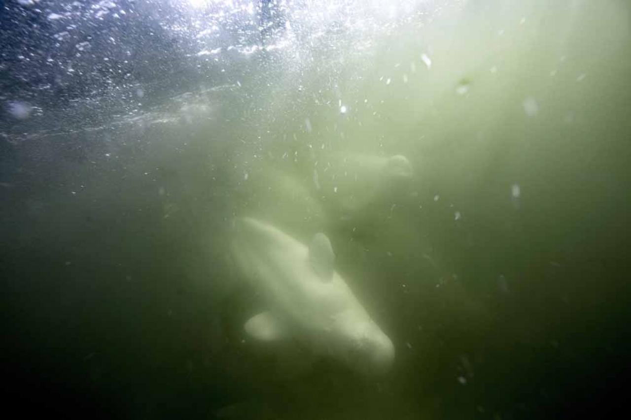 Beluga whales are photographed underwater in the murky waters of the Churchill River near Hudson Bay outside Churchill, northern Canada on August 8, 2022. - Under the slightly murky surface where the waters of the Churchill River meet Hudson Bay, the belugas have a great time under the amazed eye of tourists, several thousand of whom come every year to the small town of Churchill in northern Manitoba to observe them.  In August, at the mouth of the Churchill River, in this area at the gateway to the Canadian Arctic, which is warming three to four times faster than the rest of the planet, temperatures fluctuate between 10 and 20°. (Photo by Olivier MORIN / AFP)