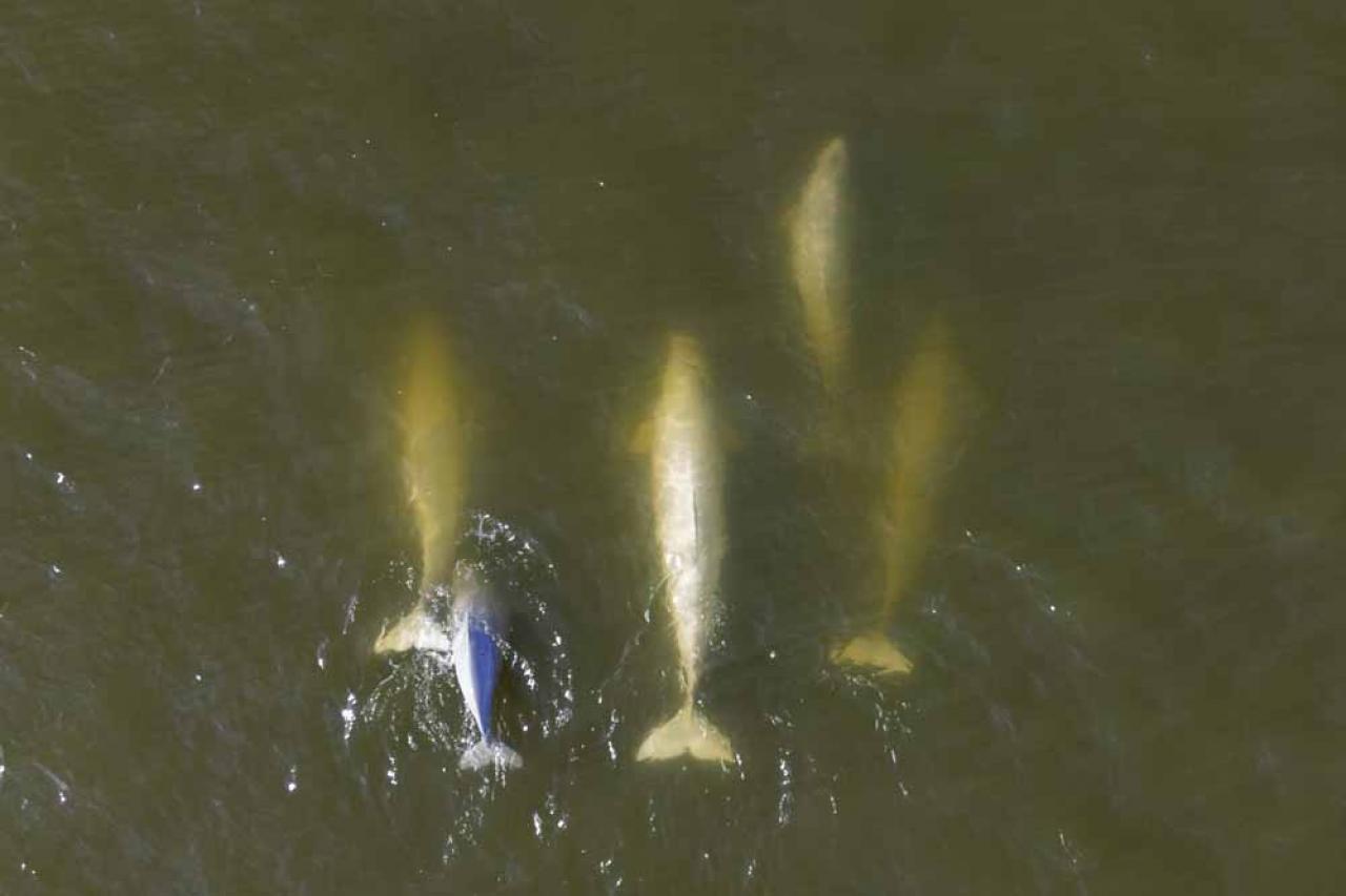 This aerial view shows beluga whales feeding in the murky waters of the Churchill River near Hudson Bay outside Churchill, northern Canada on August 6, 2022. - Under the slightly murky surface where the waters of the Churchill River meet Hudson Bay, the belugas have a great time under the amazed eye of tourists, several thousand of whom come every year to the small town of Churchill in northern Manitoba to observe them.  In August, at the mouth of the Churchill River, in this area at the gateway to the Canadian Arctic, which is warming three to four times faster than the rest of the planet, temperatures fluctuate between 10 and 20°. (Photo by Olivier MORIN / AFP)