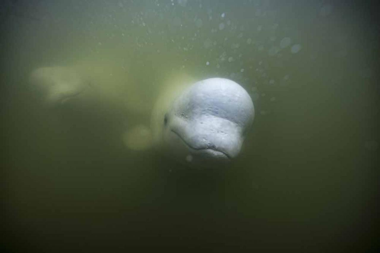 Beluga whales are photographed underwater in the murky waters of the Churchill River near Hudson Bay outside Churchill, northern Canada on August 5, 2022. - Under the slightly murky surface where the waters of the Churchill River meet Hudson Bay, the belugas have a great time under the amazed eye of tourists, several thousand of whom come every year to the small town of Churchill in northern Manitoba to observe them.  In August, at the mouth of the Churchill River, in this area at the gateway to the Canadian Arctic, which is warming three to four times faster than the rest of the planet, temperatures fluctuate between 10 and 20°. (Photo by Olivier MORIN / AFP)
