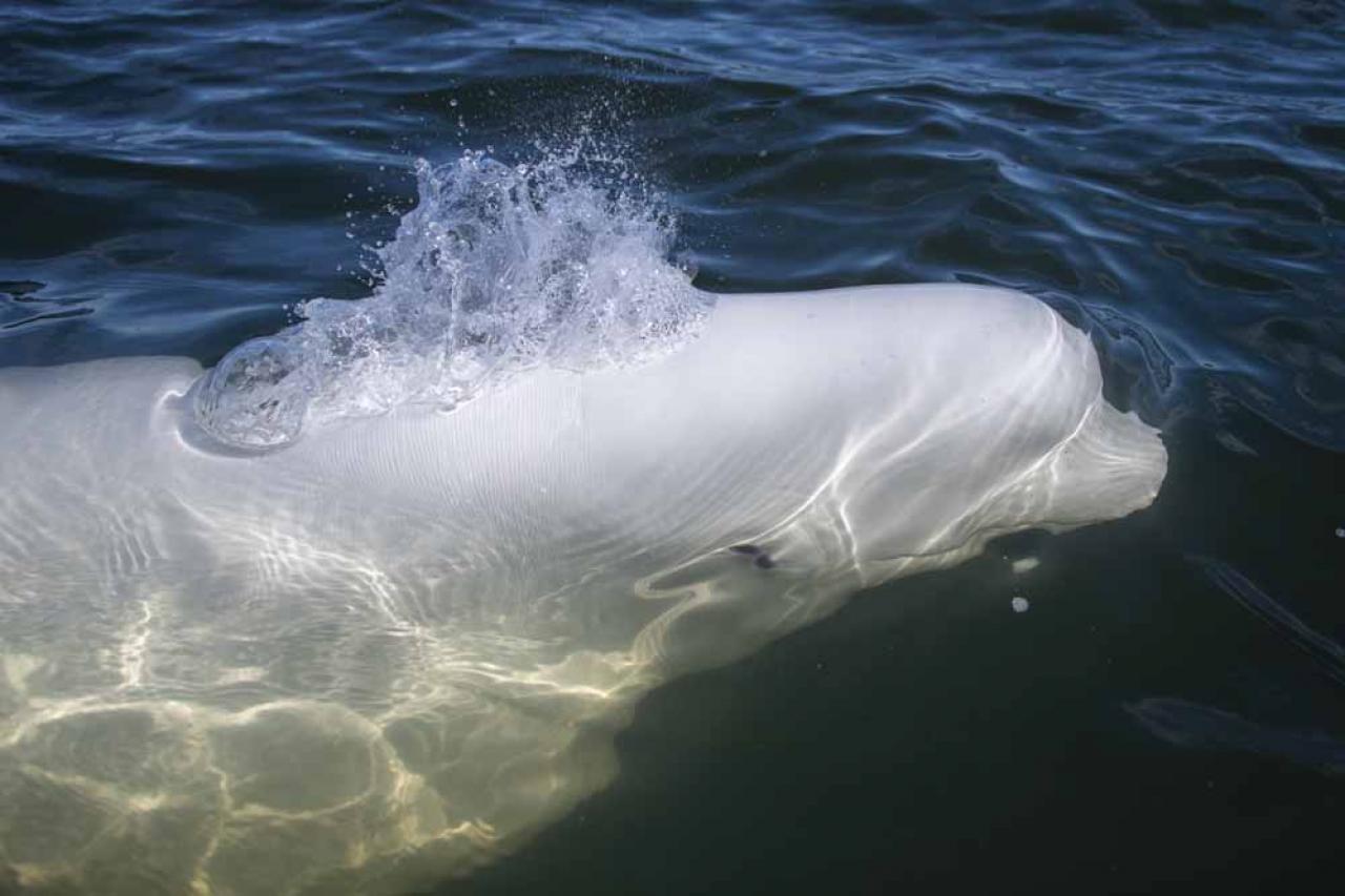 A beluga whale swims and feed in Hudson Bay, outside Churchill, northern Canada on August 9, 2022. - Under the slightly murky surface where the waters of the Churchill River meet Hudson Bay, the belugas have a great time under the amazed eye of tourists, several thousand of whom come every year to the small town of Churchill in northern Manitoba to observe them.  In August, at the mouth of the Churchill River, in this area at the gateway to the Canadian Arctic, which is warming three to four times faster than the rest of the planet, temperatures fluctuate between 10 and 20°. (Photo by Olivier MORIN / AFP)