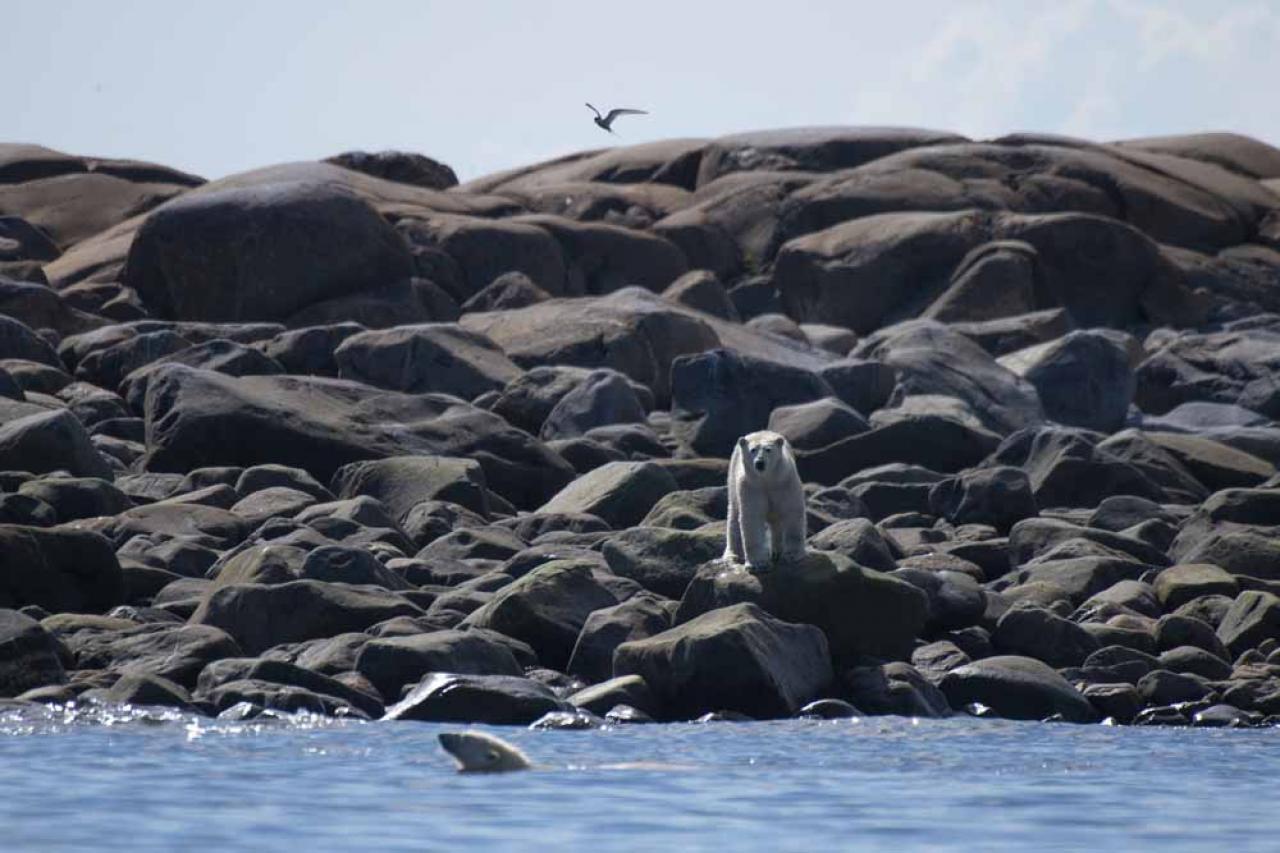 Polar bears wait to hunt beluga whales in Hudson Bay outside Churchill, northern Canada on August 9, 2022. - Under the slightly murky surface where the waters of the Churchill River meet Hudson Bay, the belugas have a great time under the amazed eye of tourists, several thousand of whom come every year to the small town of Churchill in northern Manitoba to observe them.  In August, at the mouth of the Churchill River, in this area at the gateway to the Canadian Arctic, which is warming three to four times faster than the rest of the planet, temperatures fluctuate between 10 and 20°. (Photo by Olivier MORIN / AFP)