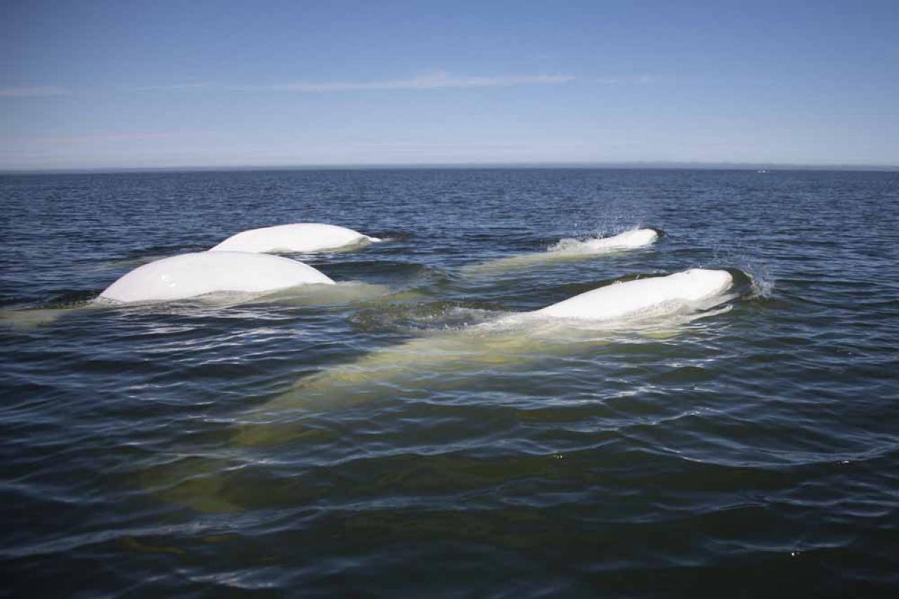 A group of beluga whales swim and feed in Hudson Bay, outside Churchill, northern Canada on August 9, 2022. - Under the slightly murky surface where the waters of the Churchill River meet Hudson Bay, the belugas have a great time under the amazed eye of tourists, several thousand of whom come every year to the small town of Churchill in northern Manitoba to observe them.  In August, at the mouth of the Churchill River, in this area at the gateway to the Canadian Arctic, which is warming three to four times faster than the rest of the planet, temperatures fluctuate between 10 and 20°. (Photo by Olivier MORIN / AFP)