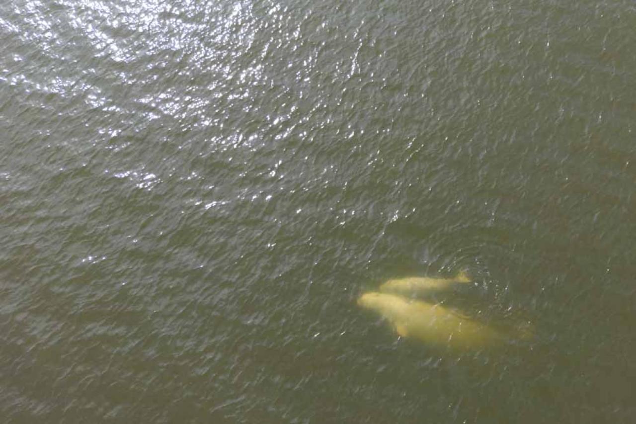 This aerial view shows beluga whales feeding in the murky waters of the Churchill River near Hudson Bay outside Churchill, northern Canada on August 6, 2022. - Under the slightly murky surface where the waters of the Churchill River meet Hudson Bay, the belugas have a great time under the amazed eye of tourists, several thousand of whom come every year to the small town of Churchill in northern Manitoba to observe them.  In August, at the mouth of the Churchill River, in this area at the gateway to the Canadian Arctic, which is warming three to four times faster than the rest of the planet, temperatures fluctuate between 10 and 20°. (Photo by Olivier MORIN / AFP)