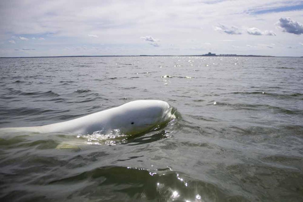 A beluga whale swims in Hudson Bay, outside Churchill, northern Canada on August 9, 2022. - Under the slightly murky surface where the waters of the Churchill River meet Hudson Bay, the belugas have a great time under the amazed eye of tourists, several thousand of whom come every year to the small town of Churchill in northern Manitoba to observe them.  In August, at the mouth of the Churchill River, in this area at the gateway to the Canadian Arctic, which is warming three to four times faster than the rest of the planet, temperatures fluctuate between 10 and 20°. (Photo by Olivier MORIN / AFP)