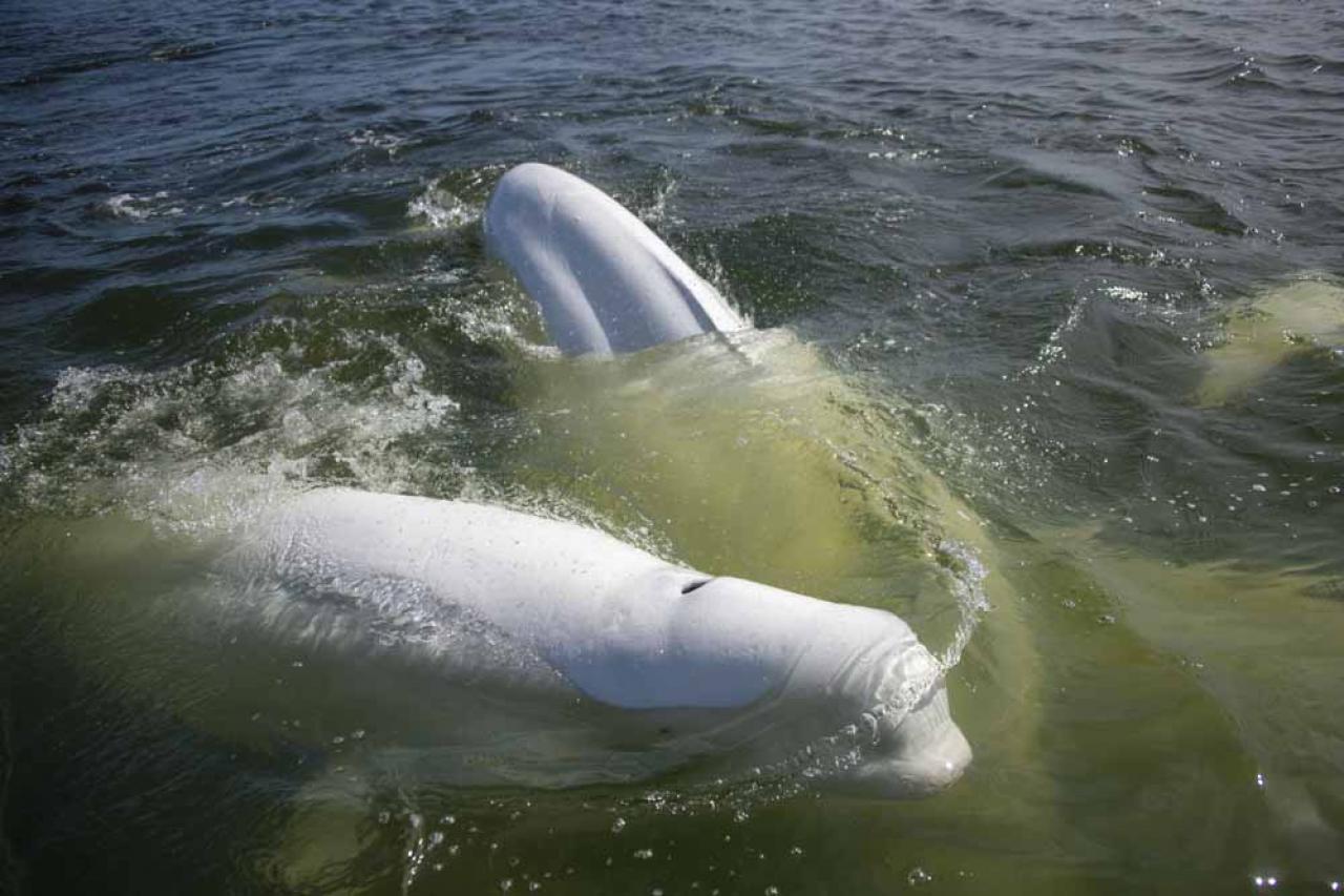 A group of beluga whales swim and feed in Hudson Bay, outside Churchill, northern Canada on August 9, 2022. - Under the slightly murky surface where the waters of the Churchill River meet Hudson Bay, the belugas have a great time under the amazed eye of tourists, several thousand of whom come every year to the small town of Churchill in northern Manitoba to observe them.  In August, at the mouth of the Churchill River, in this area at the gateway to the Canadian Arctic, which is warming three to four times faster than the rest of the planet, temperatures fluctuate between 10 and 20°. (Photo by Olivier MORIN / AFP)
