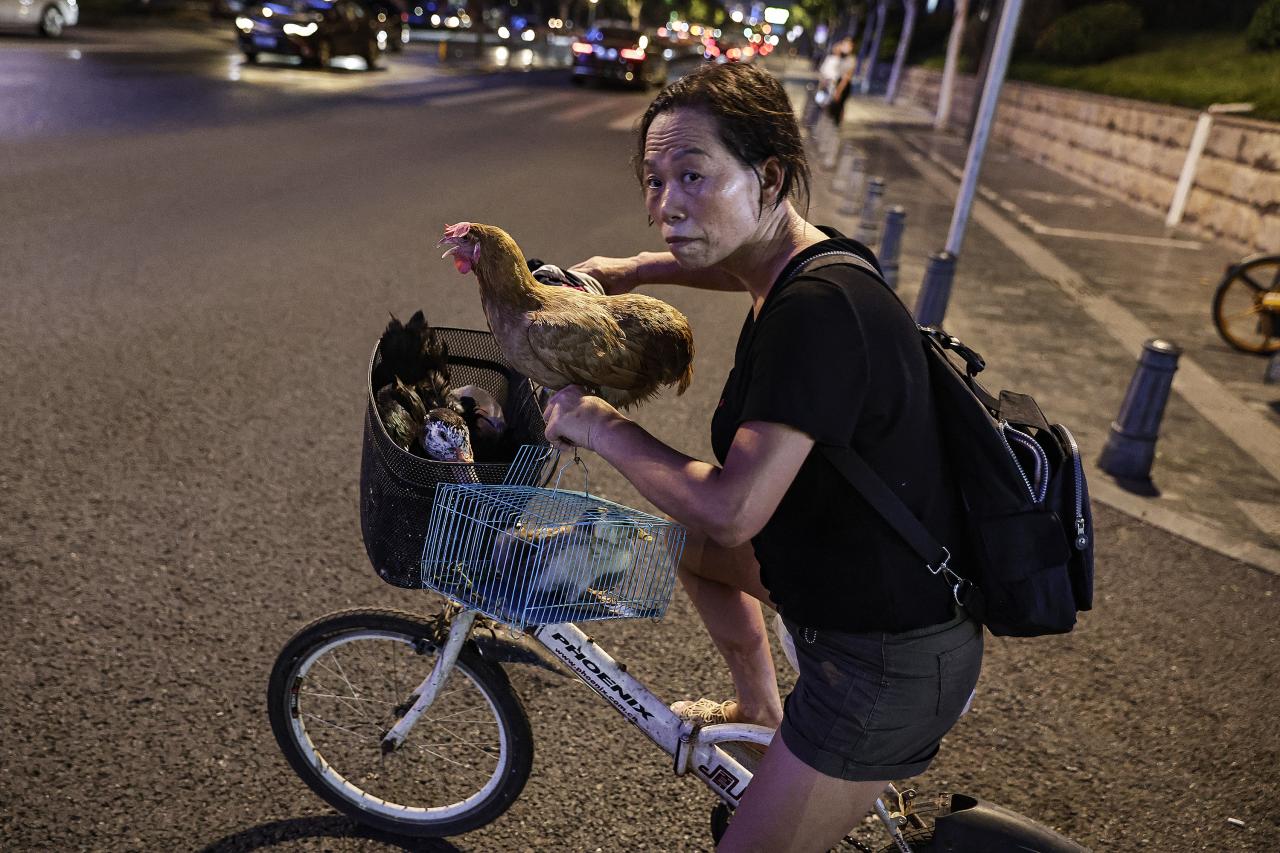 WUHAN, CHINA - AUGUST 10: (CHINA OUT) A woman rides a bike with her pet chickens and ducks in the street near the Han and Yangtze rivers on August 10, 2022 in Wuhan, Hubei Province, China. According to local media reports, Meteorological departments have issued high temperature red warnings in many parts of southern China. Temperatures exceeded 40 degrees Celsius, about 104 degrees Fahrenheit. (Photo by Getty Images)