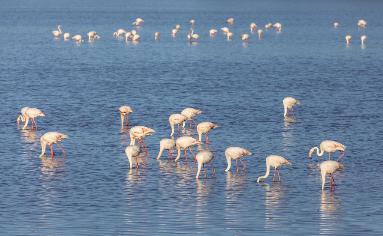 Flamingo's in Coto Doñana