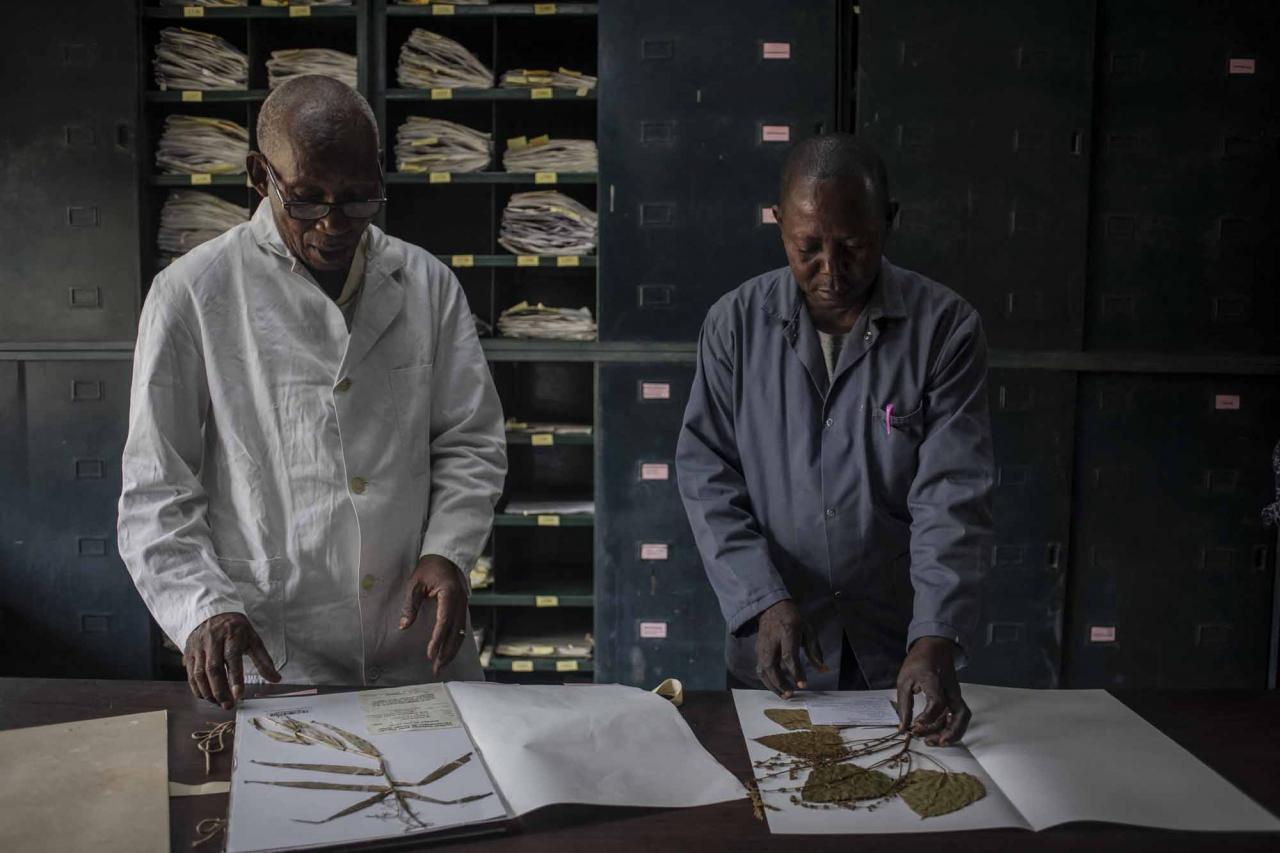 Elasi Ramazani (L), 69, director of the Yangambi Herbarium and a scientist for nearly 25 years, talks with another scientist in the room where they study herbs in Yangambi, 100 km from the city of Kisangani, Tshopo province, northeastern Democratic Republic of Congo, on September 2, 2022. - The site, renowned during the time of Belgian colonisation for its research in tropical agronomy, hosts a herbarium that has more than 6000 species. (Photo by Guerchom Ndebo / AFP)