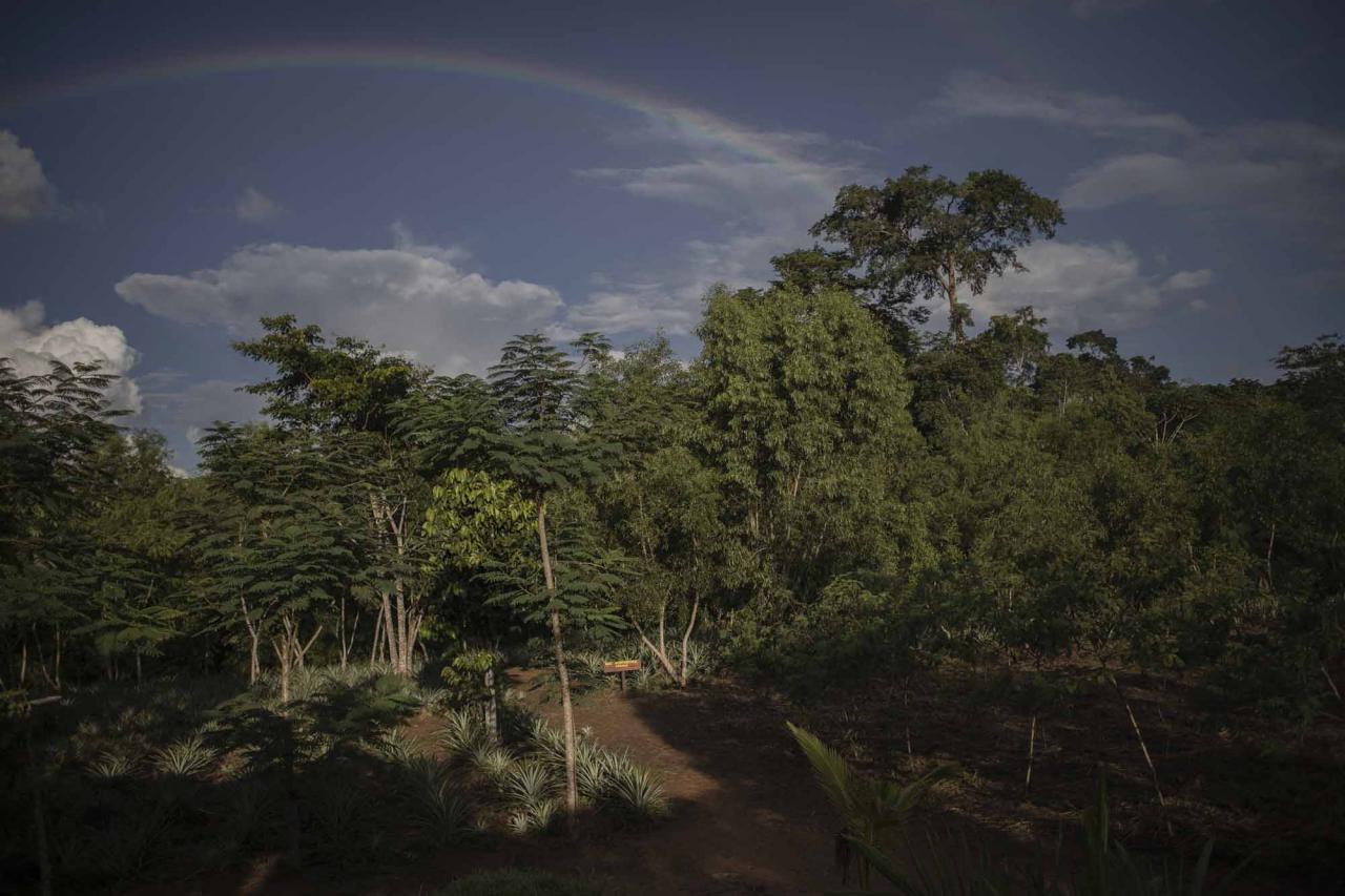 A general view of a rainbow seen on the pilot farm in Yangambi, 100 km from the city of Kisangani, in the province of Tshopo, northeastern Democratic Republic of Congo on September 1, 2022. - The pilot farm is an initiative supported by Center for International Forestry Research (CIFOR) to help the community and scientists understand how a crop behaves before it can be sustained on a large scale. (Photo by Guerchom Ndebo / AFP)
