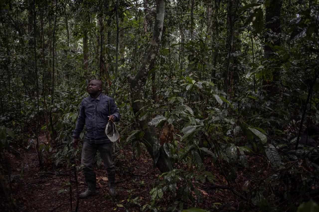 A scientist inspects the devices installed in the trees in the Yangambi Biosphere Reserve, 100 km from the city of Kisangani, Tshopo Province, northeastern Democratic Republic of Congo, September 2, 2022. - The 55-meter high Flux Tower, which quantifies the carbon, absorbed or emitted by the forest, stands in the lush setting of the Yangambi biosphere reserve, which covers some 250,000 hectares along the Congo River, in the province of Tshopo. (Photo by Guerchom Ndebo / AFP)